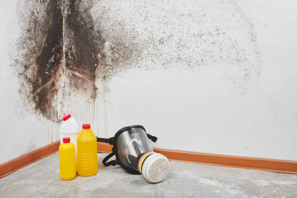 Best Industrial Mold Remediation in Kensett, AR