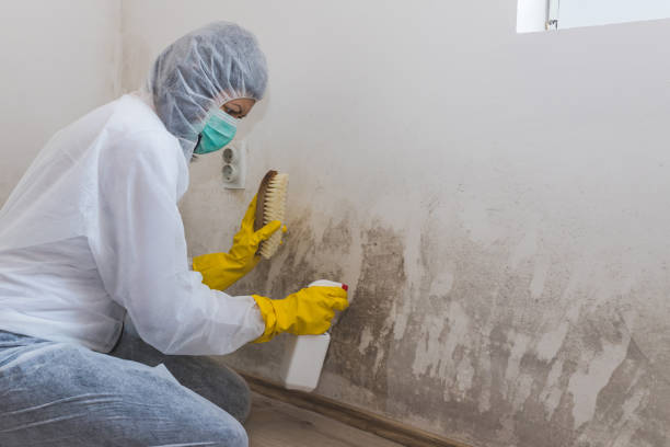 Best Insurance-Related Mold Remediation in Kensett, AR