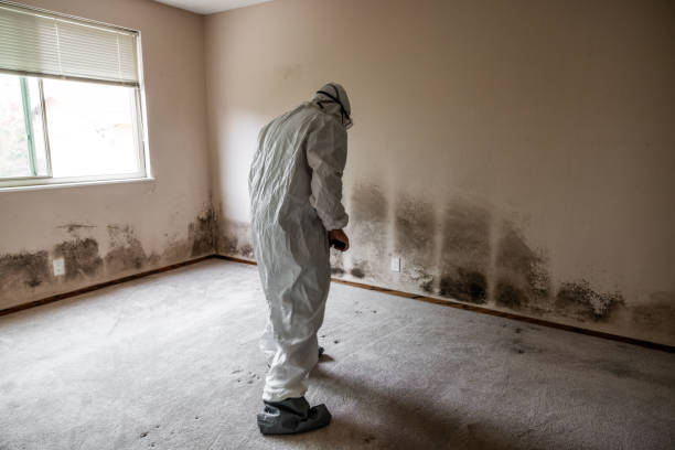 Best Post-Flood Mold Remediation in Kensett, AR