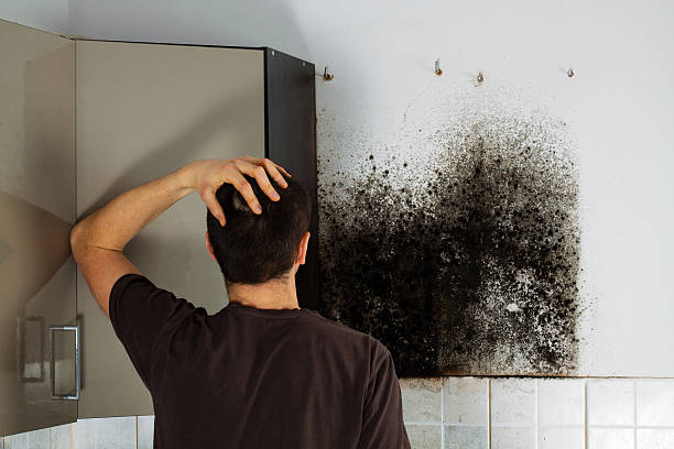 Best Preventive Mold Services in Kensett, AR