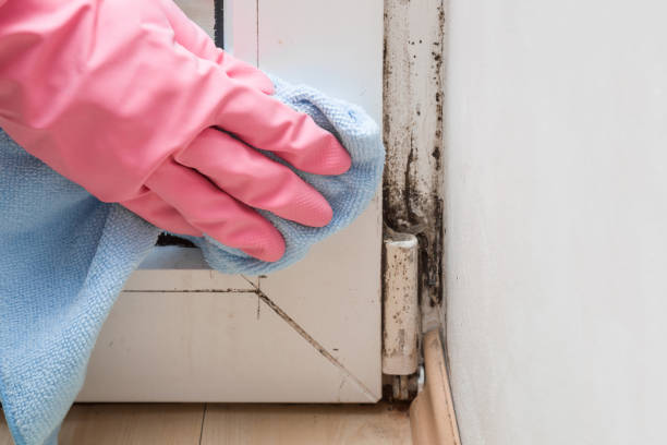 Professional Mold Remediation in Kensett, AR